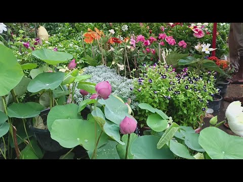 Indian Biggest flower plants market | Amazing flower market