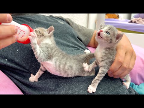 Daddy feeds the kittens from a bottle and won't let them fight over milk