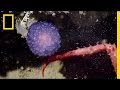 Investigating the Purple Blob