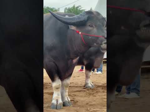 คิงคอง ควายไทยที่สูงที่สุดในโลก 187 เซนติเมตร ❤️🐃
