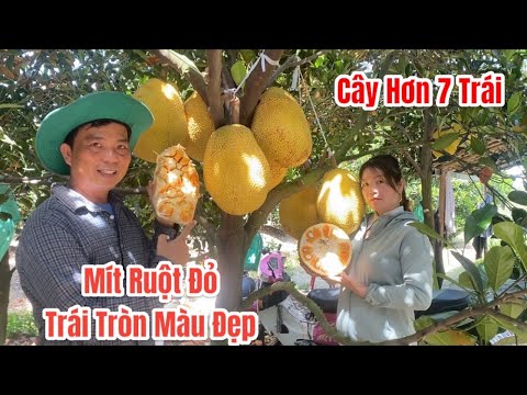 Quá buồn Mít Ruột Đỏ rớt giá thê thảm trong 5 ngày rớt nửa giá