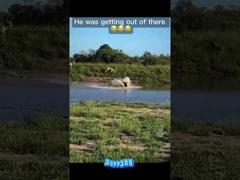 That buffalo wasnt going that day ๐ญ๐ญ๐ญ