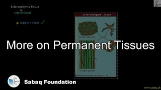 More on Permanent Tissues