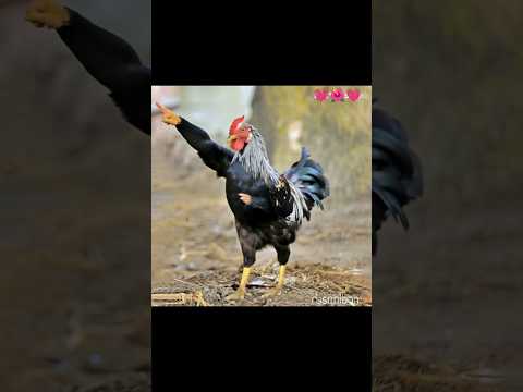 how possible😱 chicken dancing #sorts #sortvideo #viralshort #cow #dance #foryou #ai #edit #funny