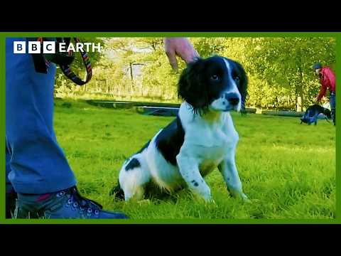 Mountain Search Puppy's First Training Session | Wonderful World of Puppies | BBC Earth