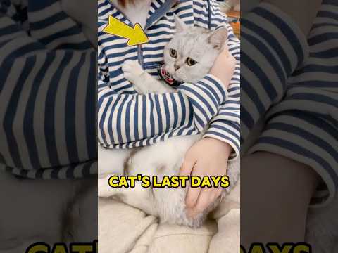 Cat staying with his owner in his final moment