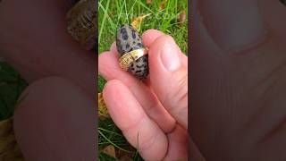 The royal slug is a lucky find!