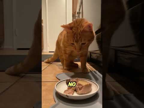 ¿Sabías que los gatos sienten cuando su final está ceca? ¡Aquí te maúllo!