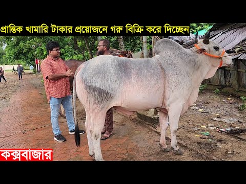 কক্সবাজারের প্রান্তিক খামারি টাকার প্রয়োজনে ২টি বড় গরু বিক্রি করে দিচ্ছেন Cow price 2025