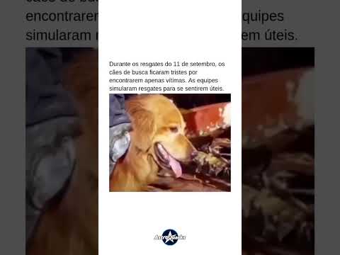 🐾 CÃES DO 11 DE SETEMBRO E O LADO HUMANO DO RESGATE #história #curiosidades #animais