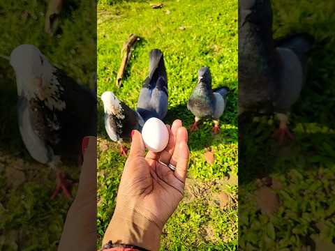 #funny #trending #ডিম #viral #cow @chumkimohanta3679