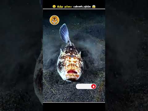 இப்படி புதைஞ்சு கிடக்குற மீனை தொட்டுதாதிங்க || Stargazer Fish Camouflage || Animal Voiceover Tamil