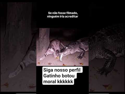 siga nosso perfil Gatinho botou moral kkkkk