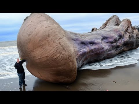 33 Strangest Things Washed Up on Beaches