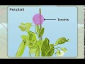 Plant Classification and Growth Characteristics