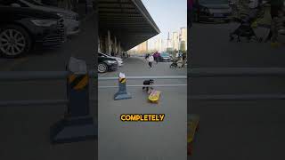 The Cleverest Dog Skateboarder You'll Ever See