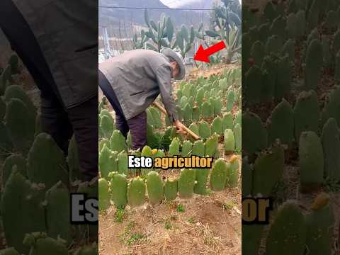 Este agricultor está a punto de convertir sus pencas de nopal en un verdadero tesoro