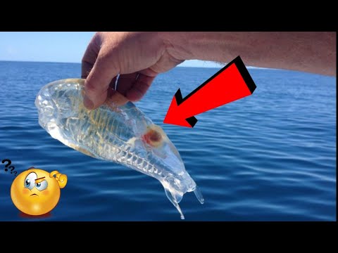 TOP 5 TRANSPARENT AND INVISIBLE ANIMALS | AMAZING TRANSPARENT ANIMALS 🕵️🤯