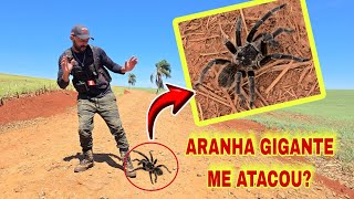 ARANHA GIGANTE VEIO PRA CIMA DE MIM, EU SAI CORRENDO - SPIRITBOX
