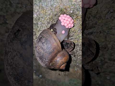 snail Laying Eggs - A Fascinating Nature Moment!