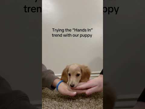 Dog handshake challenge 🐶 #dog #dogs #love #fyp #foryou