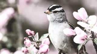 ✿⊱ Gianna Nannini - Un avventura - HITALIA ✿⊱