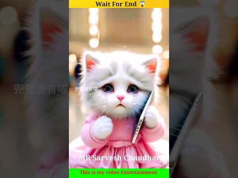 Billu's wife pregnant  😹 #Catsoftiktok #CatLovers #cat #cute #FunnyCats #catcartoon #fyp