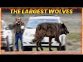 Wolf Species and Conservation Facts