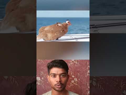 World's best camera stabilizer the chickens head #tamil #sciencefacts #trendingshorts #sciencedaily