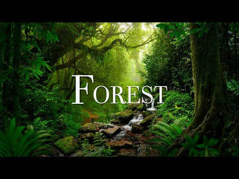 Forest 4K Nature Relaxation Film With Beautiful Relaxing Music, Meditation Music, Healing Music