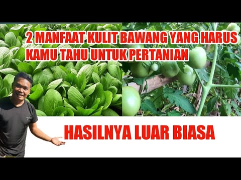 MANFAAT KULIT BAWANG SEBAGAI PESTISIDA ORGANIK SEKALIGUS PUPUK ORGANIK | TANAMAN SUBUR BERBUAH LEBAT