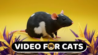 CAT GAMES - Rats, Birds, Hamsters, Chinchillas, Guinea Pigs, Butterflies, Mice - CAT TV.