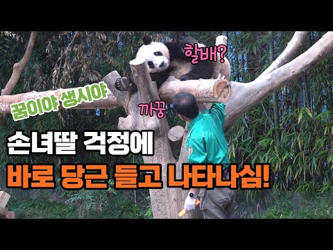 ★에버랜드 판다월드★ 동생들 태어난 후 밥 잘 안 먹던 푸바오가 할부지 목소리 듣고 바로 밥 한 그릇 뚝딱! 아이바오 출산 기사 난 날의 푸공주 Baby Panda Fu Bao
