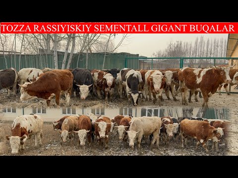 TOZZA RASSIYISKIY SEMENTALL GIGANT BUQALAR KELDI BOQISHGA TAYYOR BUQALAR