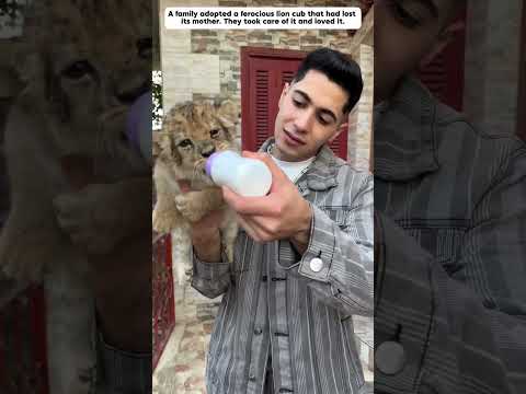 This fierce motherless lion cub grew up loving humans. #lion #animals #shorts