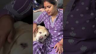 Meri god me Lucy so rhi hai#ytshorts #shorts