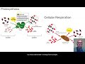 Carbon Dynamics in Ecosystems