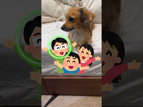 犬が家族の中で『1番嫌い』な人にしか見せない行動4選 #shorts