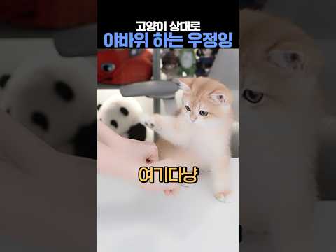 고양이 상대로 야바위가 통할까? #고양이 #야바위 #초보집사