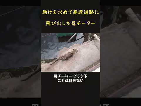 怯えながら助けを求めてきた母チーター!!
