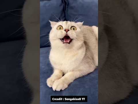 Cat story😱#short #trending