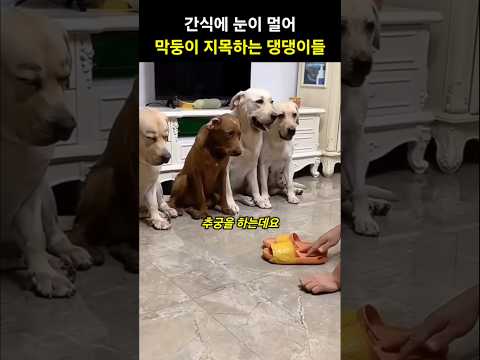 간식에 눈이 멀어 막둥이가 범인이라며 지목하는 댕댕이들