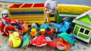 Menemukan Ikan Hias Warna Warni, Kura kura Asli, Anak Ayam, Bebek Angsa, Kelinci, Buaya