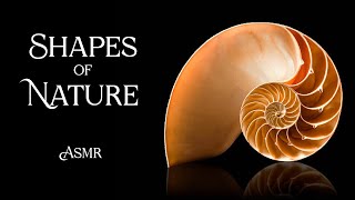 Patterns and Shapes in Nature: Why? How? Where? (ASMR Story for Sleep)