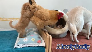 Under the leadership of the puppy, the hen, kitten, rabbit and duck became good friends! So cute!