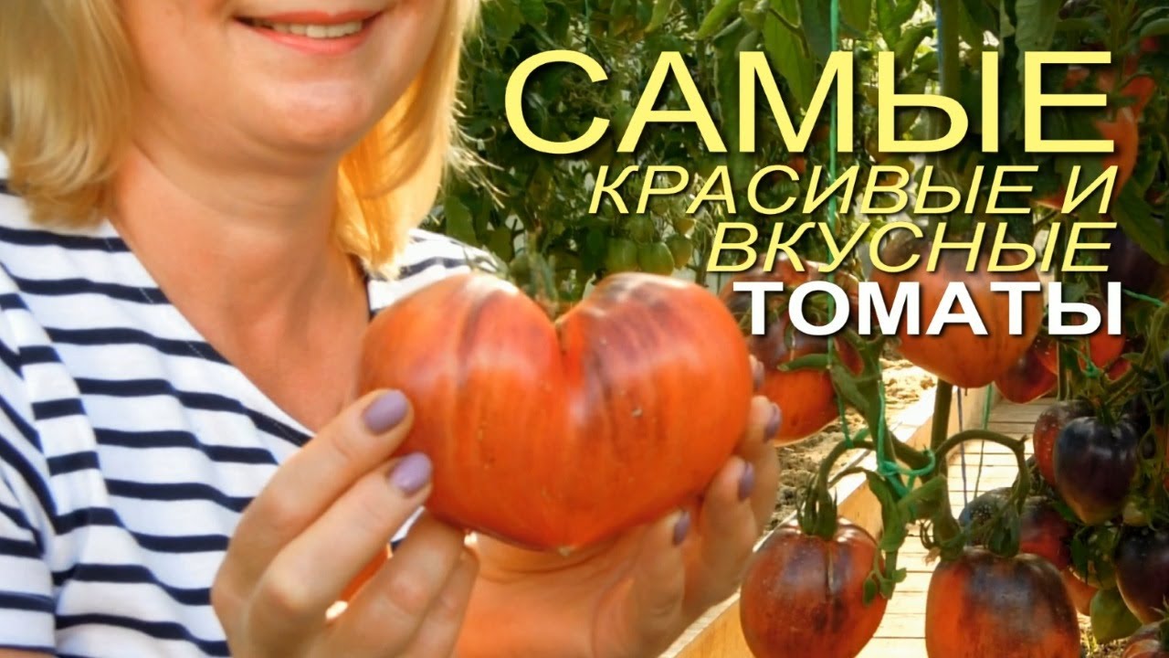 Четыре экзотических, красивых и очень вкусных томатов!