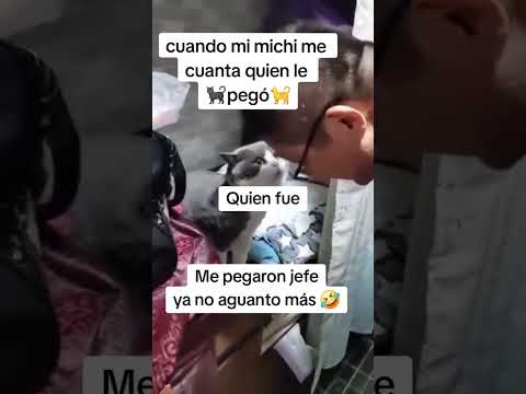 Confesiones Peludas Los Gatos Le Cuentan Todo a sus Humanos