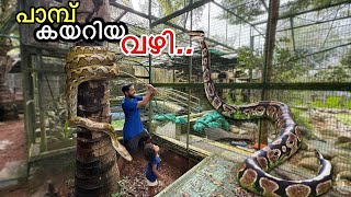 കിളിക്കൂട്ടിൽ എങ്ങനാ പാമ്പ് കയറിയത്... | Arowana Dead ❌ alive ✅ 