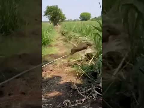 jungli suar pakad ne ka tricka