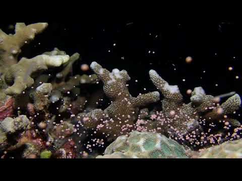 Close-Up of Coral Reefs Spawning Eggs